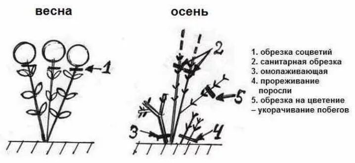 Как правильно обрезать метельчатую