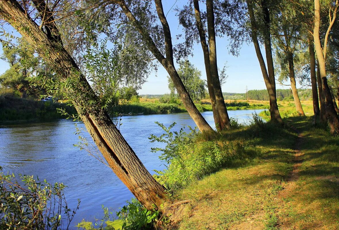 Ива желтокорая. Плакучая ива у реки. Плакучая ива у реки. Ива плакучая над рекой в деревне. Серебряный бор плакучая ива.