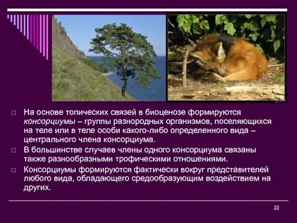 Отношения биоценоза