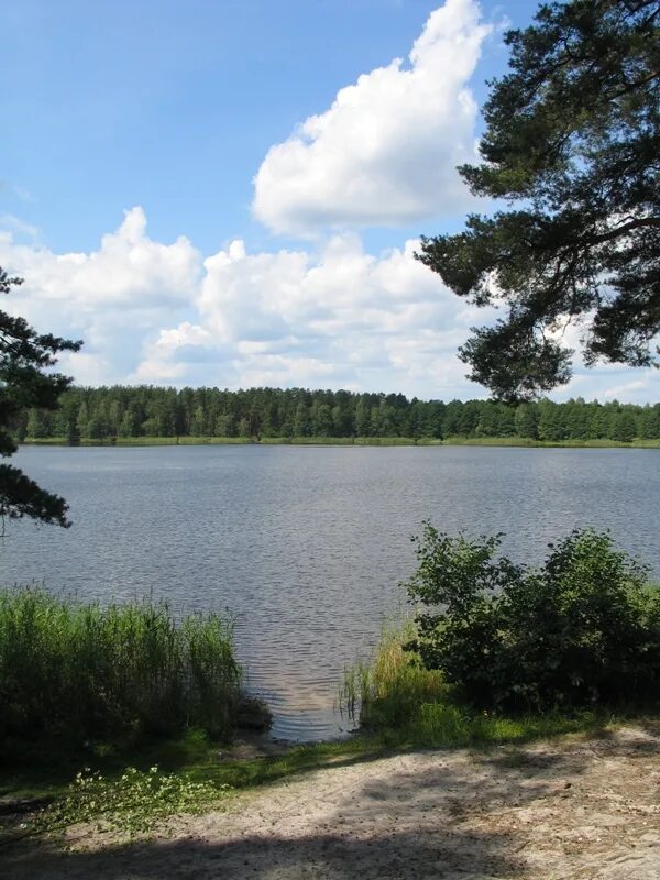 Карьеры глубоково петушинский район. Озеро великое карелия. Водоемы северо запада. Карелия лес озеро. Река шуя природа карелии.