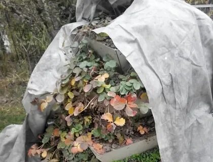 Укрывать ли клубнику на зиму