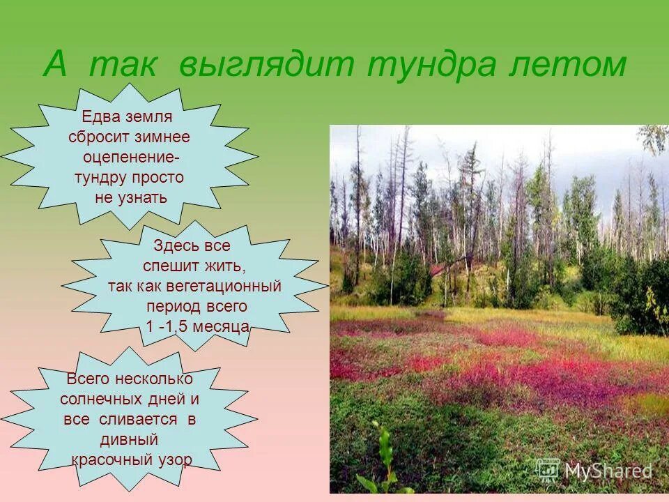 возвышенность в тундре. полуостров таймыр кустарники. типичный облик тундры. презентация на тему северные безлесные природные зоны. типичный облик тундры.