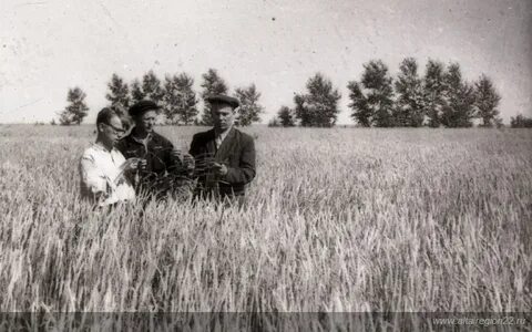 Алтайская целина