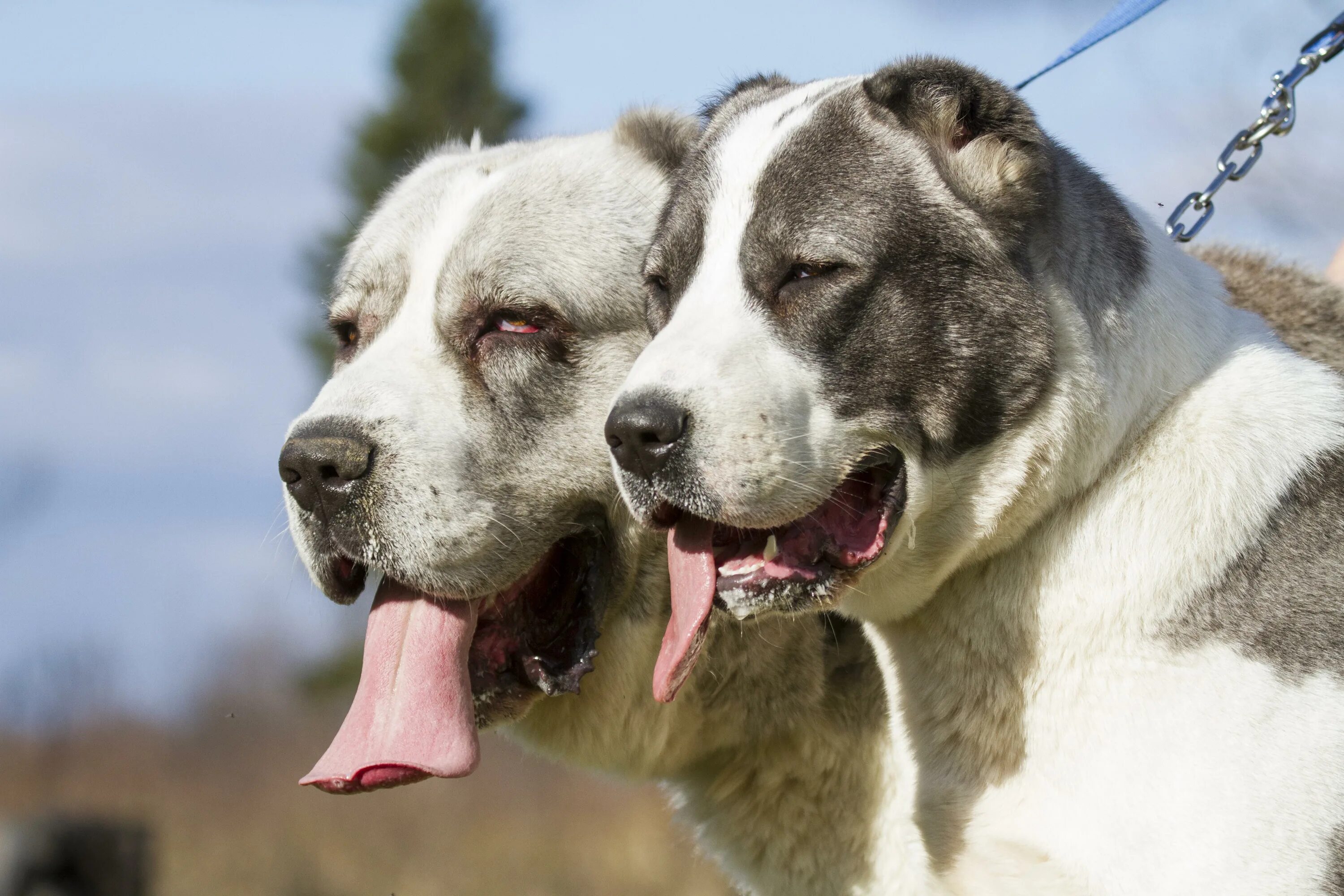 Щенок алабая 2 месяца. Как алабаи переносят мороз. Алабаи собаки фото. Среднеазиатская овчарка алабай пушистая. Как алабаи переносят мороз.