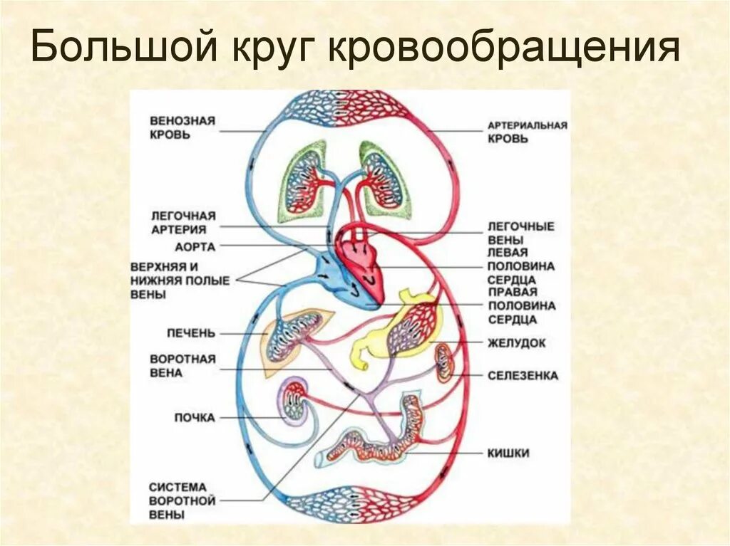 Что входит в кровообращения. Круги кровообращения человека анатомия. Большой круг кровообращения анатомия человека. Общая схема кругов кровообращения. Схема большого круга кровообращения схема.