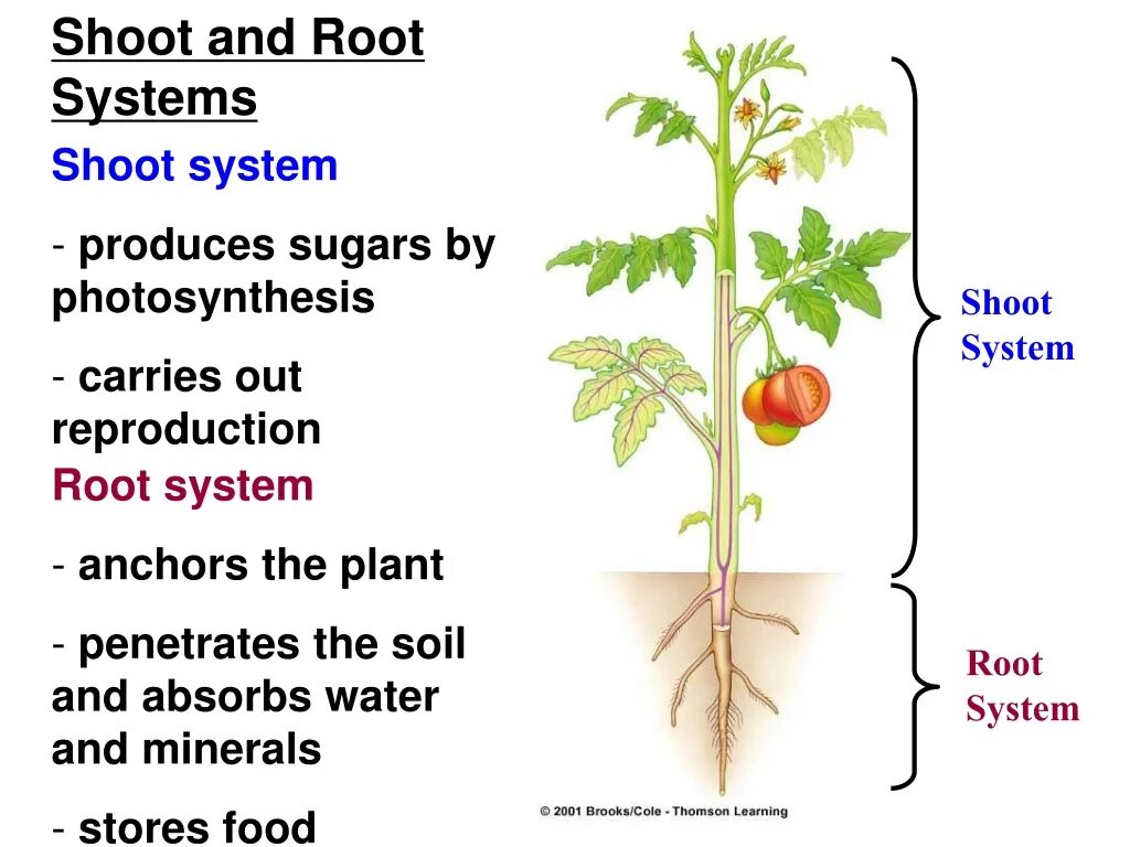 Shoot System. Plant root System. Root вся система. Systematics of Plants. Planting the roots