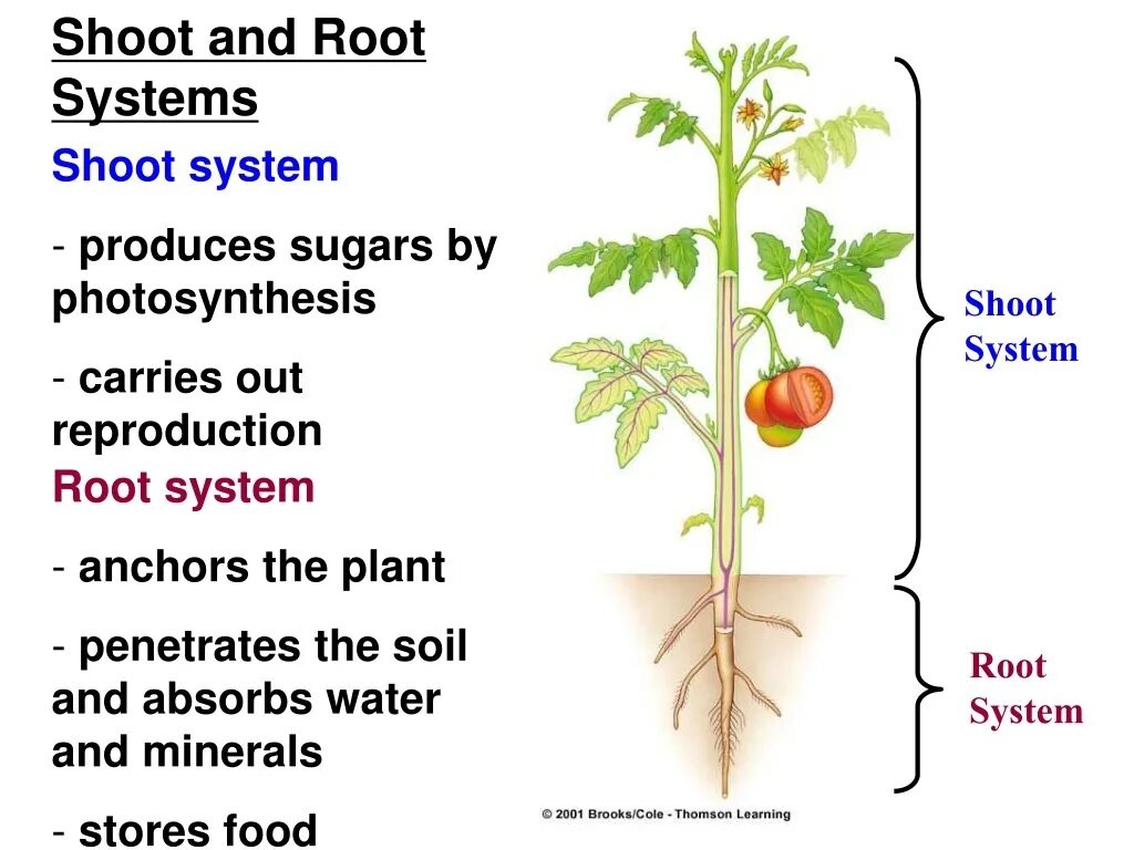 System have been root. Shoot system. plant root system. systematics of plants. cell structure photosynthesis.