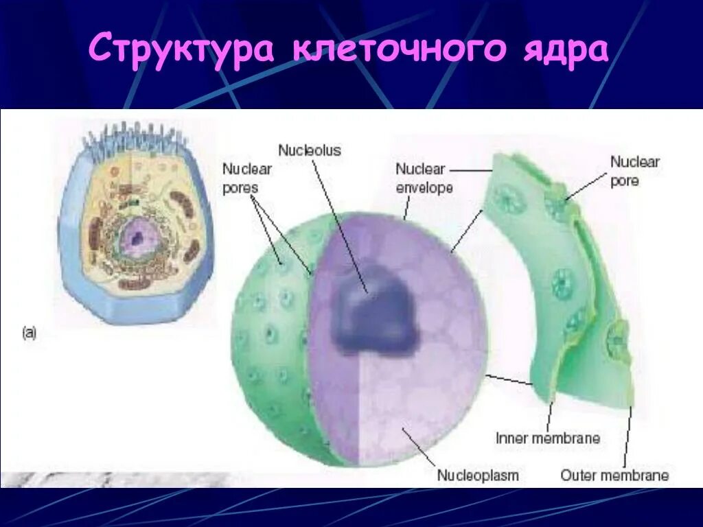 Дайте характеристику клеточному ядру. Строение ядра эукариотической клетки. Структурная клеточная ядра. Клетка с двумя ядрами. Уровень организации ядро клетки.