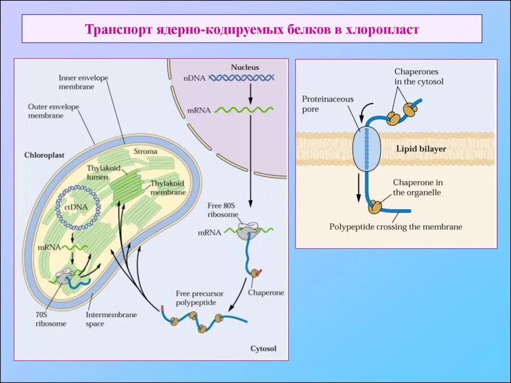 Хлоропласты синтез белка