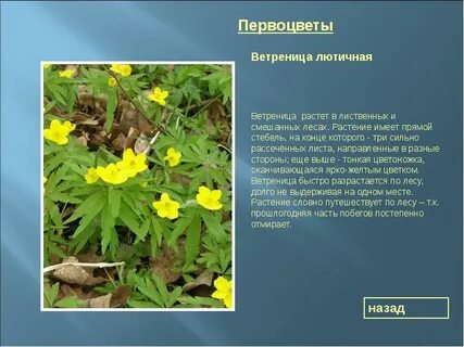 Кладовые у раннецветущих растений