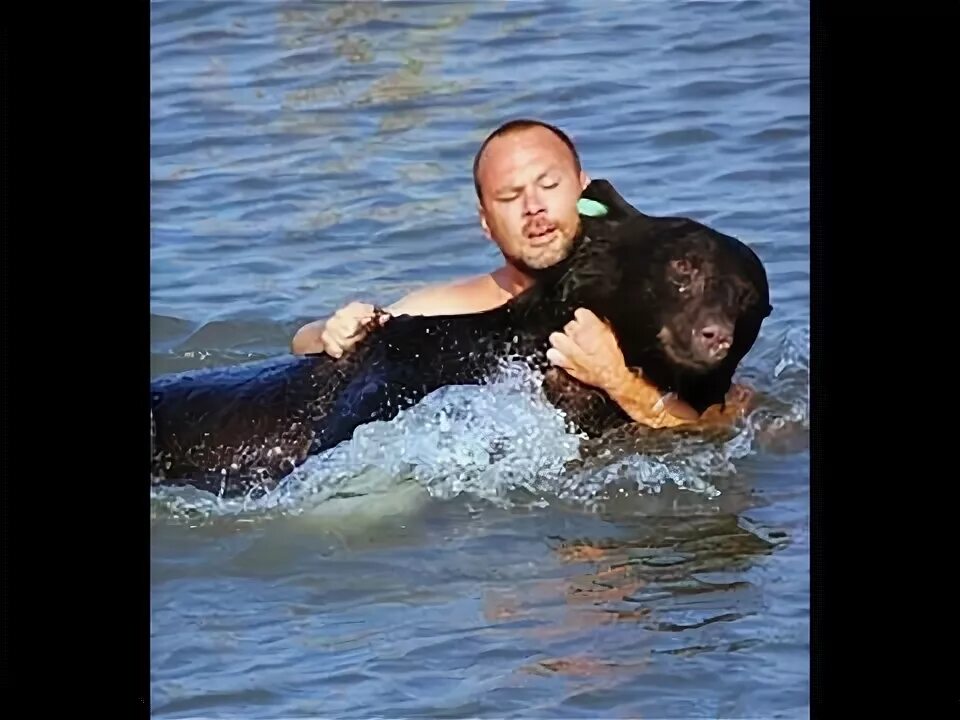 злой плюшевый медведь. медведь компьютерная игра. игры медведь спасать других медведей. медведь симулятор медведя. прохождение игры super bear adventure.