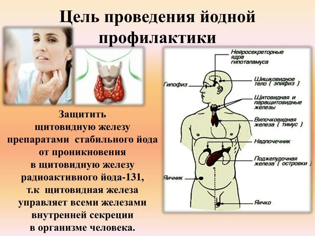 Цель проведения йодной профилактики не допустить. Средство защиты щитовидной железы от радиоактивного йода. цель проведения йодной профилактики. железы внутренней секреции щитовидная железа. щитовидная железа и радиация.