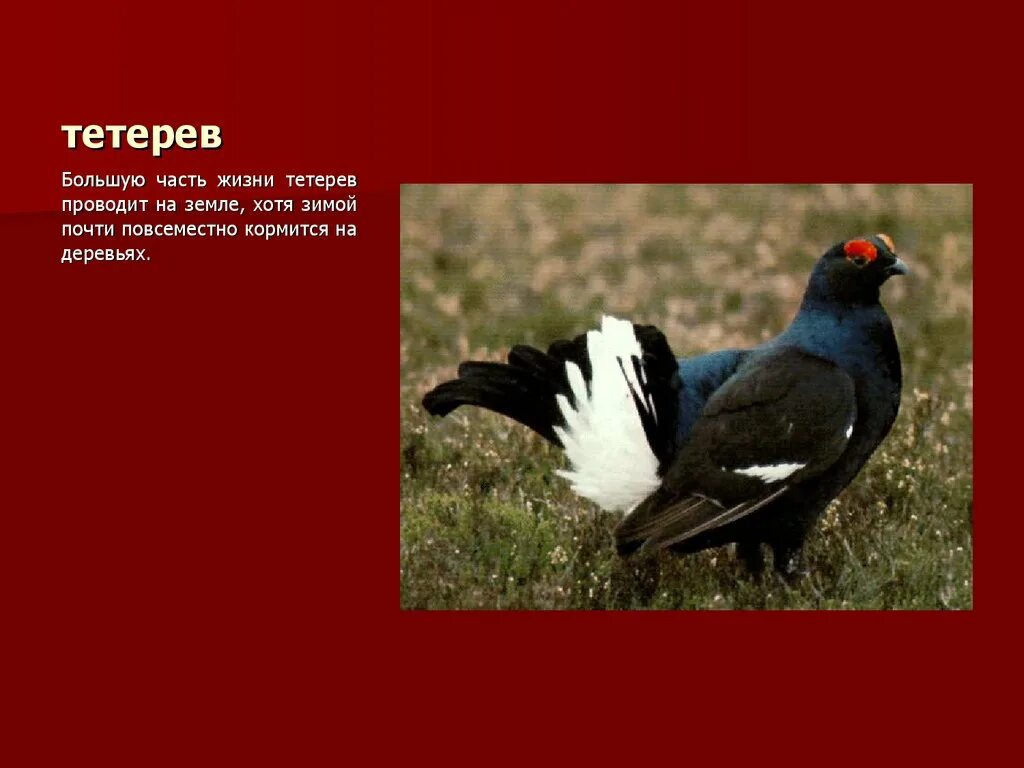 Степной орел и тетерев могут ли встретиться. Красная книга тетерев-косач.