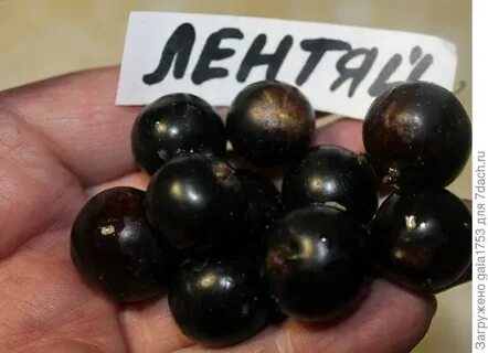 Смородина лентяй описание