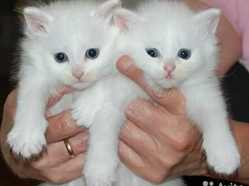 Можно купить кота. Турецкая ангора кошка. Ангорские котята 1 месяц. Турецкая ангора котята белые. Белый котенок.
