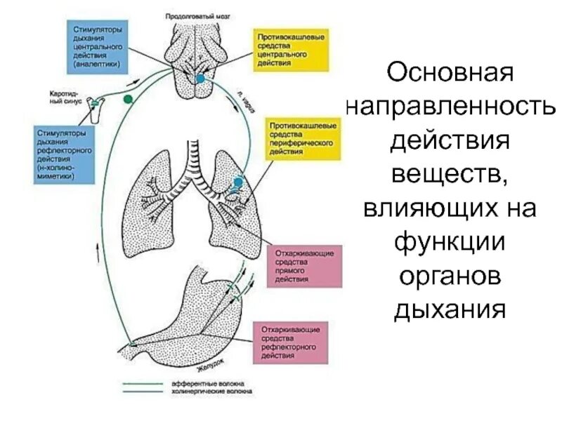 Средства влияющие на функции дыхания. Механизм действия противокашлевых и отхаркивающих средств. Схема механизм действия противокашлевых препаратов. Схема механизм действия отхаркивающих средств. Средства влияющие на функции органов дыхания механизм действия.