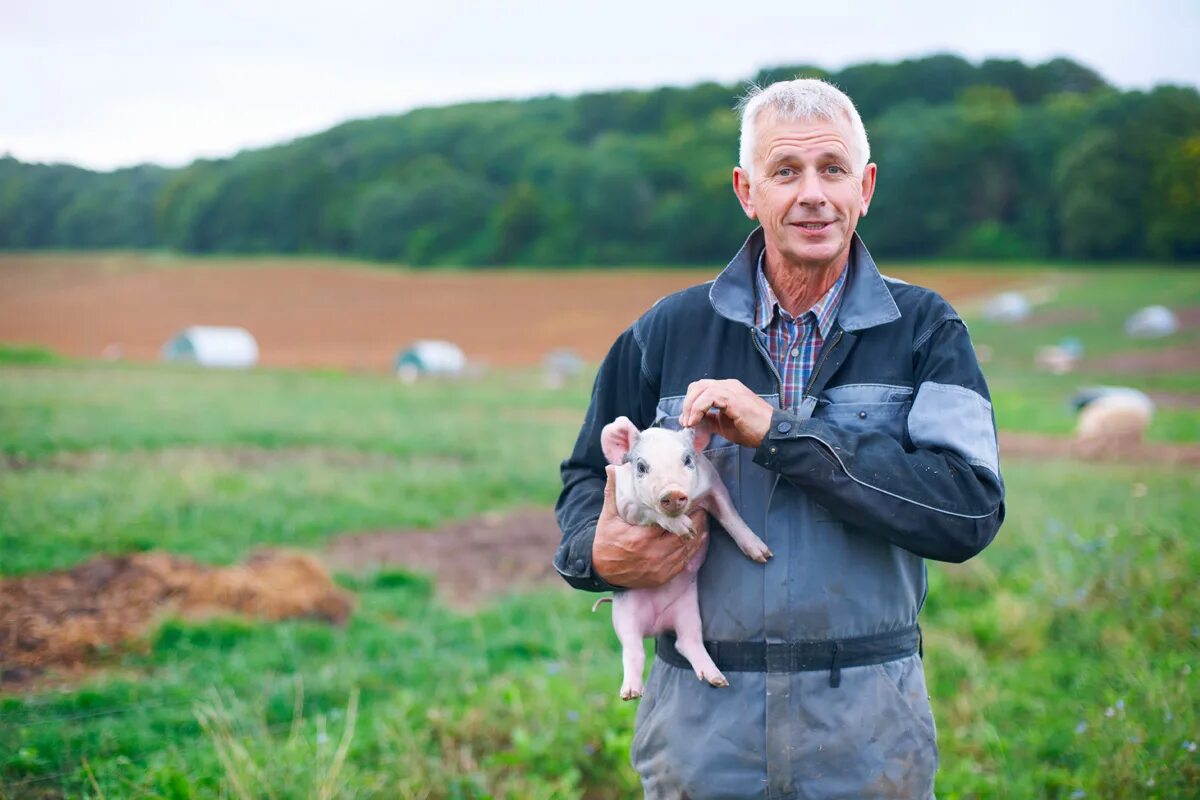 Сельское хозяйство австралии виноводство. Фермер с поросенком. Свинья фермер. Свинья фермер. Фермерское хозяйство свиньи.