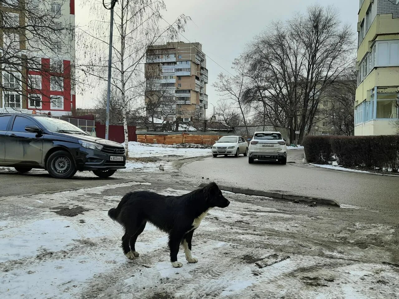19 апреля день владельцев домашних животных. Кисловодск бродячие собаки. Зоозащитники Кисловодска.