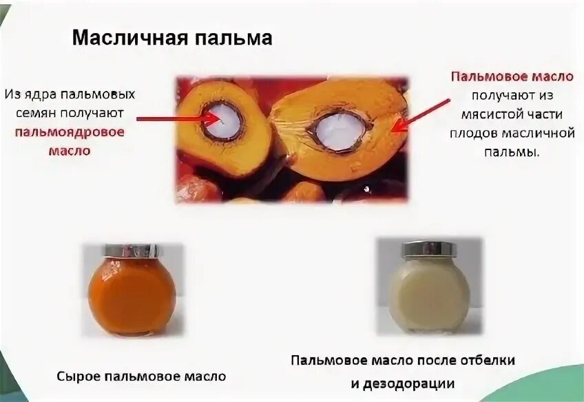 Пальмовое масло вред и польза. Пальмовое масло консистенция. Где производят пальмовое масло. Технология производства пальмового масла. Пальмовое масло полезное.