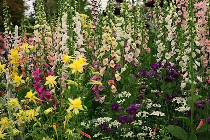Annuals, biennials and perennials - what's the difference? - Gardening at USask 