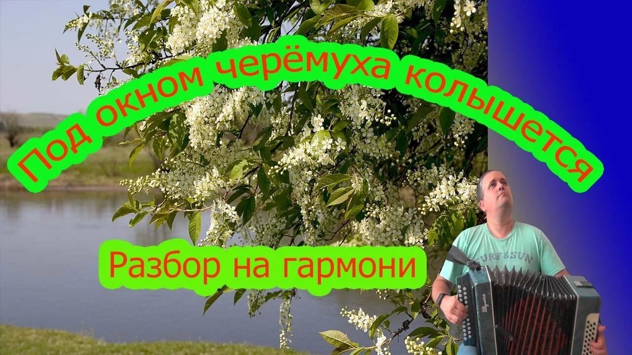 Песня за рекой черемуха колышется. Гармонь под черемухой. Под окном черёмуха колышется. За окном черёмуха колышется Ноты для баяна. Под окном черемуха колышется Ноты.