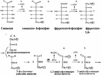 Глюкоза синтез атф