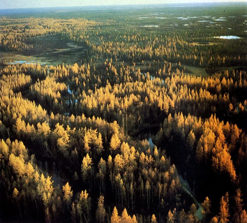 Западно-Сибирская низменность леса. Тайга Западной Сибири Урманы. Западно-Сибирская подтайга. Западно Сибирская равнина Тюмень. Чем отличается природа западной сибири