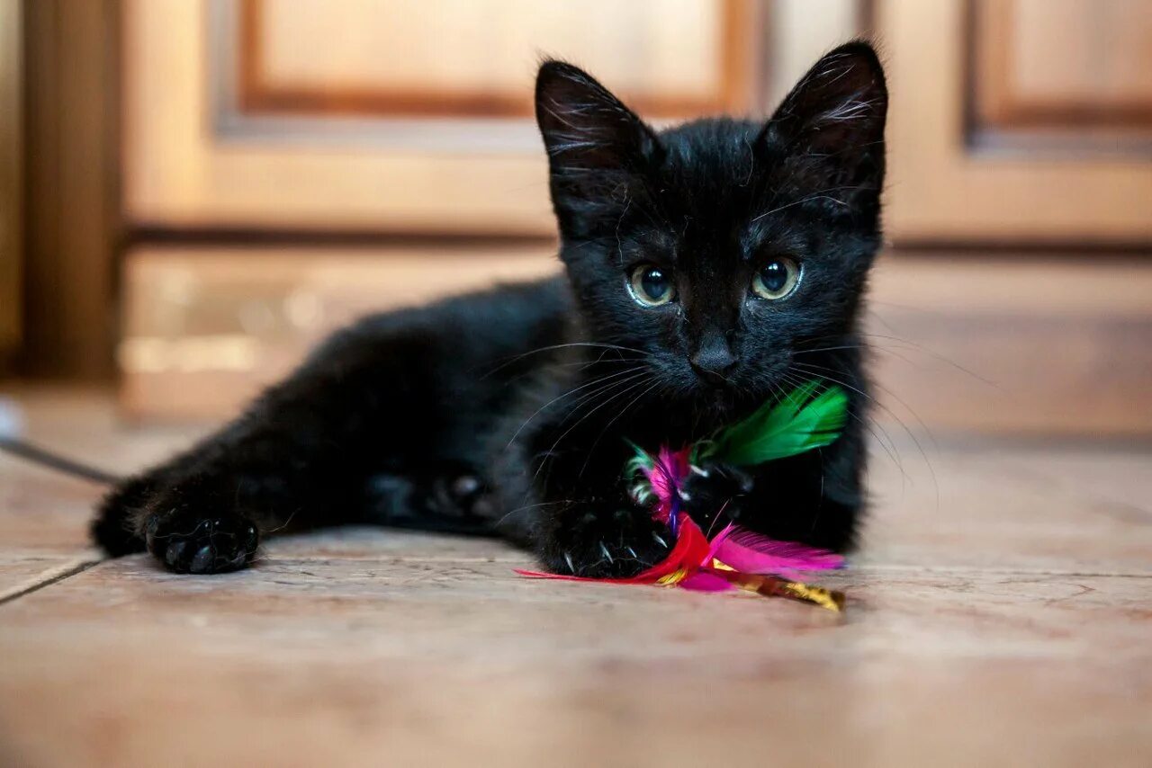 Бомбейская кошка длинношерстная. Черный котенок. Черная кошка. Черненький котенок. Черная кошка играть