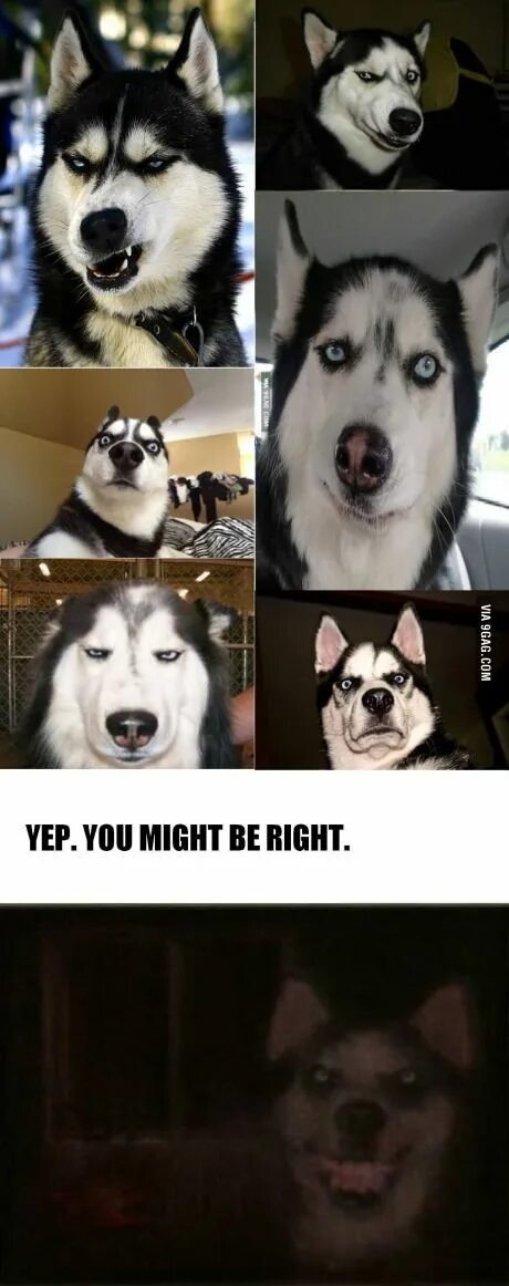 Хаски смешные. Хаски бесполезная собака. Хаски смешные. Мем собака хаски. Хаски мем.