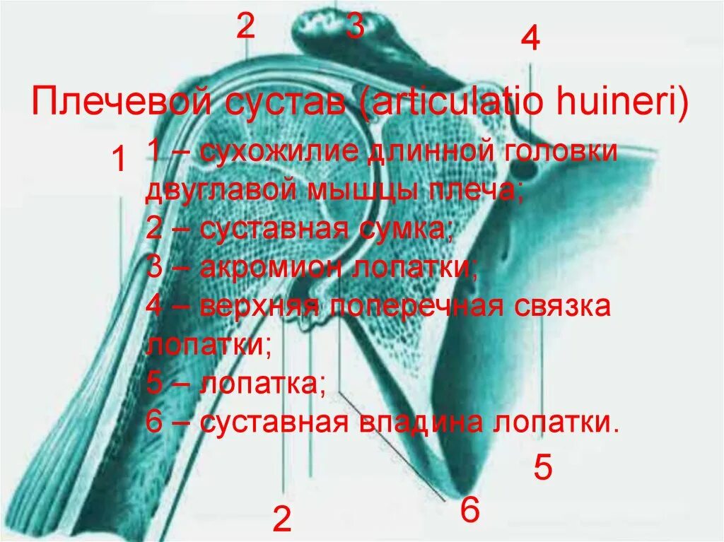 Верхняя поперечная. Верхняя поперечная. Верхняя поперечная лапаротомии шпренгель. Срединно атланто осевой сустав. Собственные связки лопатки.