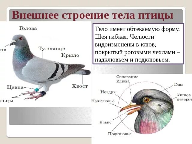 Челюсти птицы покрыты. Строение птицы. Внешнее строение птиц. Форма тела птиц. Схема внешнего строения птицы.