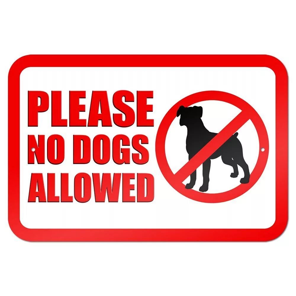Песня not allowed