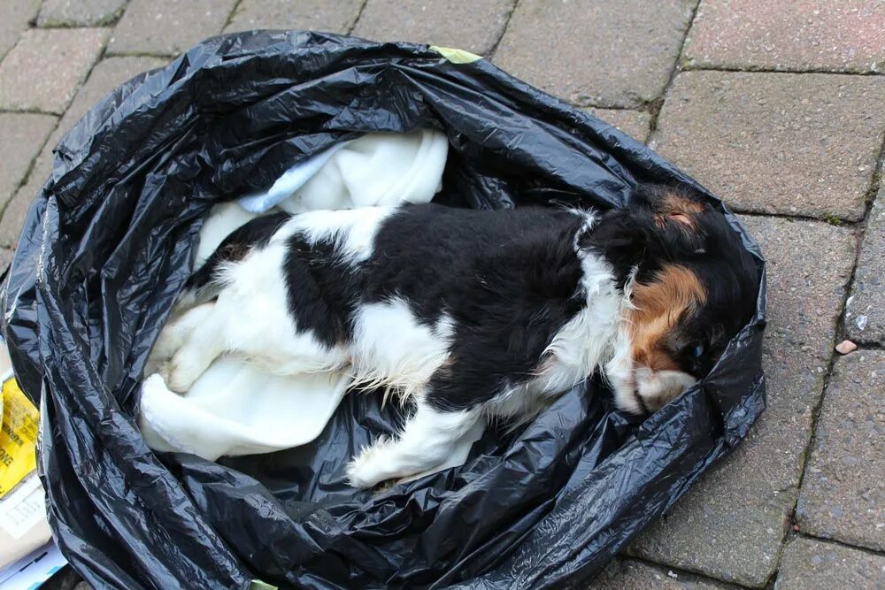 Как выглядит умершая собака Friends, let's help the furrys Shelter is held on the shoulders of noble people