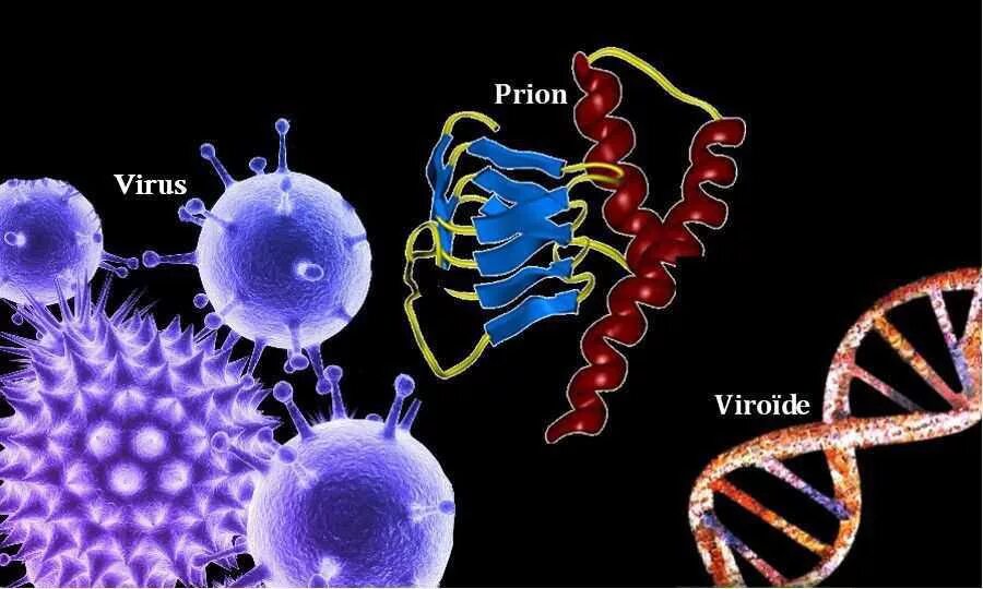 Вирусы паразитирующие. Вирус и паразит отличия. Вирус от бактерии. Вирус и паразит отличия. Строение вирусной частицы вириона.