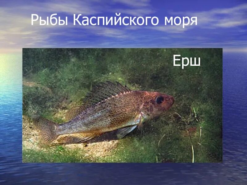 Рыбы Каспийского моря. Ихтиофауна Каспийского моря. Рыба в Каспийском море. Рыба обитающая в Каспийском море.