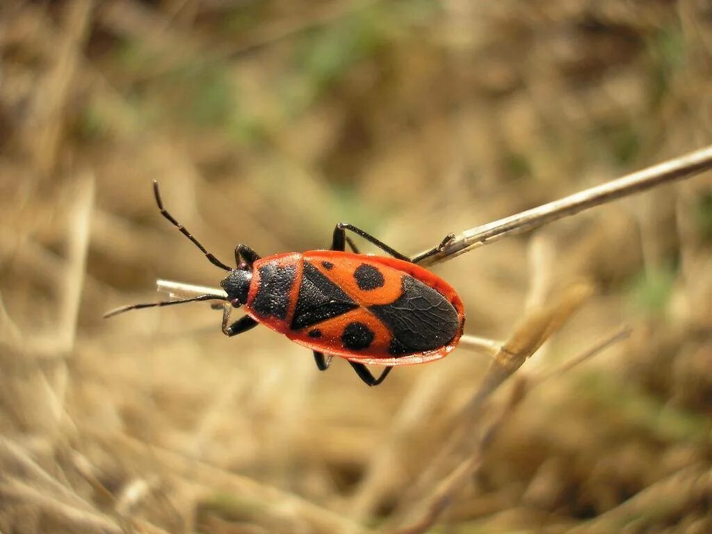 Клоп-солдатик – Pyrrhocoris apterus. Жук красноклоп. Жук красноклоп солдатик. Жук пожарник клоп солдатик. Клоп солдатик описание