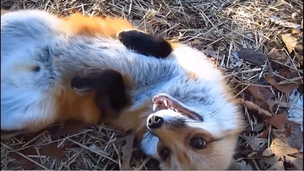 Лиса алиса ютуб. Лиса алиса из подмосковья на снегу. Лиса ли сяо фото. Ли сяо лиса алиса. Лиса играет.