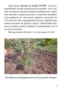 Свойства яблони