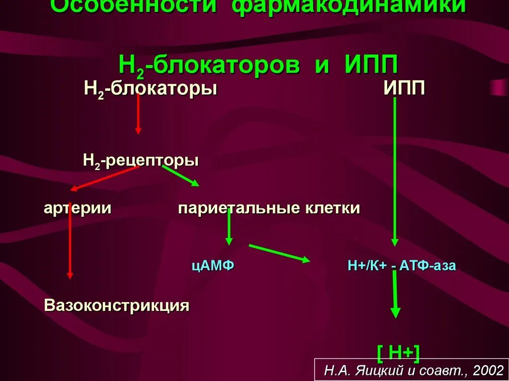 Блокаторы гистамина. Блокатор н2-гистаминорецепторов. Блокатор гистаминновых н-2 рецепторов. Н2 гистаминоблокаторы препараты механизм действия. Блокаторы н2 гистаминовых рецепторов механизм действия.