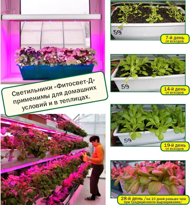 Какой цвет должен быть для рассады. Лампы досвечивания для рассады. Лампа general 6500k 40 вт для досвечивания рассады. Светодиодная лента для рассады. Какой цвет должен быть для рассады.