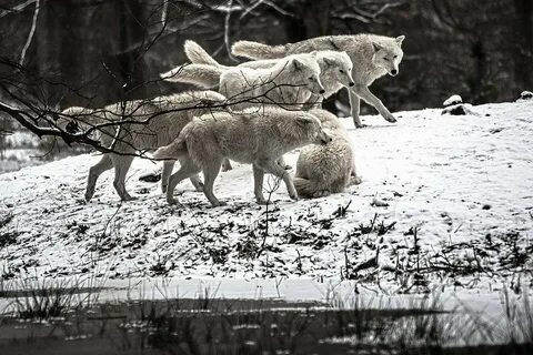Отношения между волками в стае