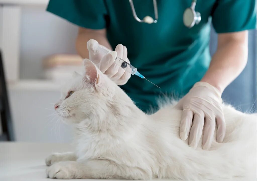 Вакцинация животных. Ветеринарные вакцины для кошек. Прививка животных. Ветеринар вакцинация