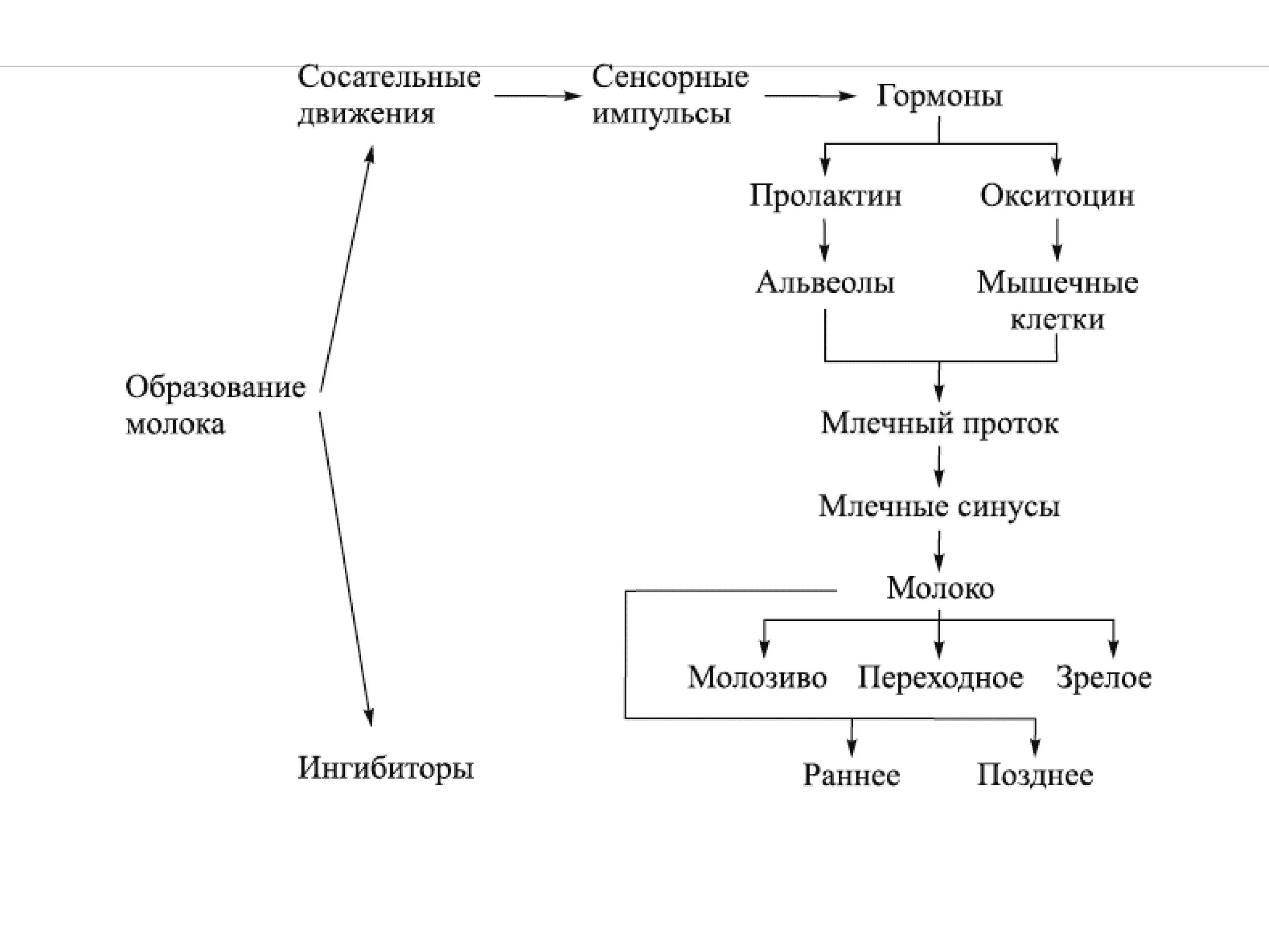 Образование молочной. Механизм образования грудного молока. Схема выработки грудного молока. Схема регуляции лактации. Схема образования молока у коров.