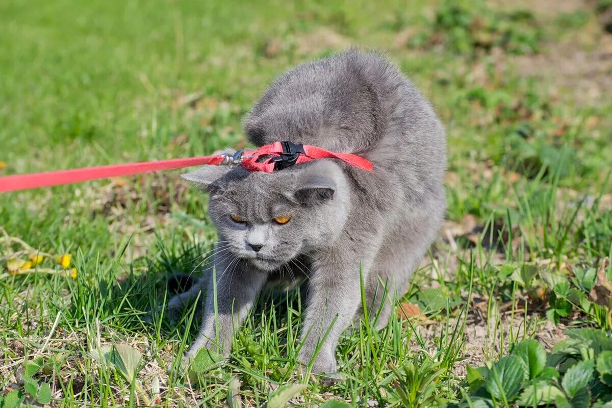 Как раз после работы. Как то странно картинки. Последний раз показываю вот так лежала курица. Как раз после работы. Спит за компом.