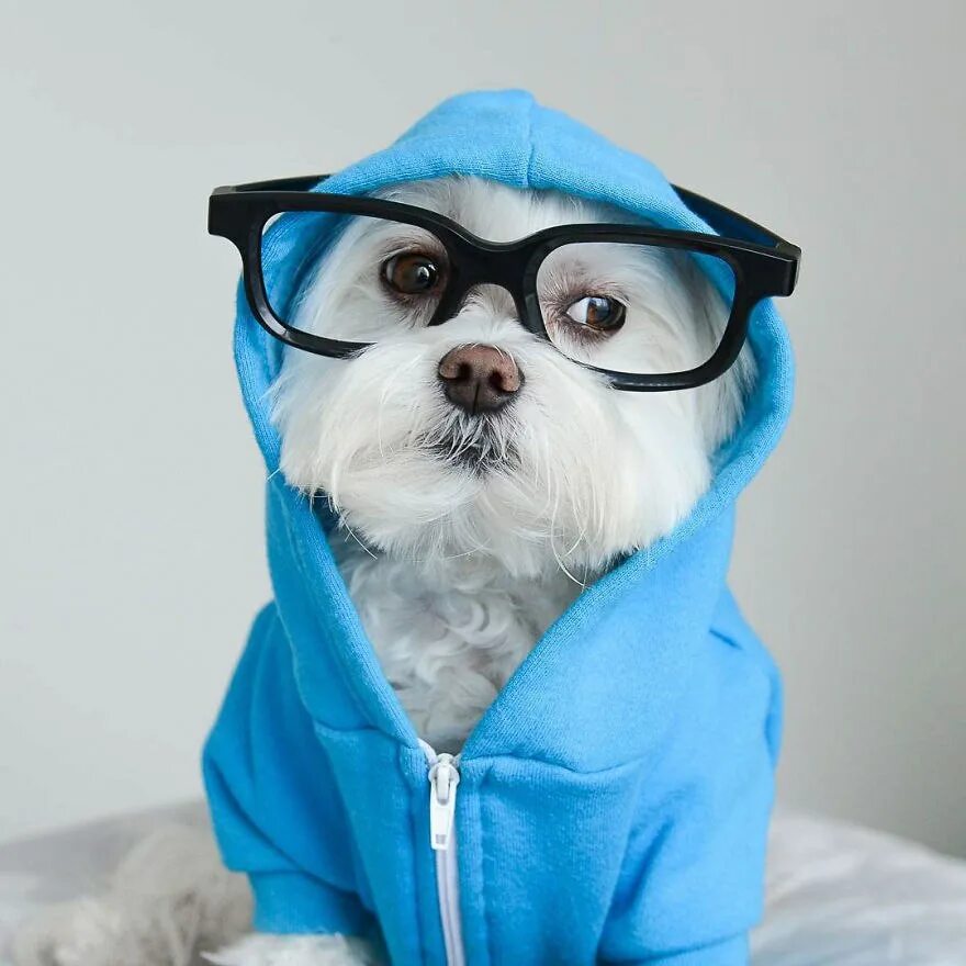 стильная собака. пес в очках. собака с очками круглыми. какая крутая собака. самая крутая собака в мире.