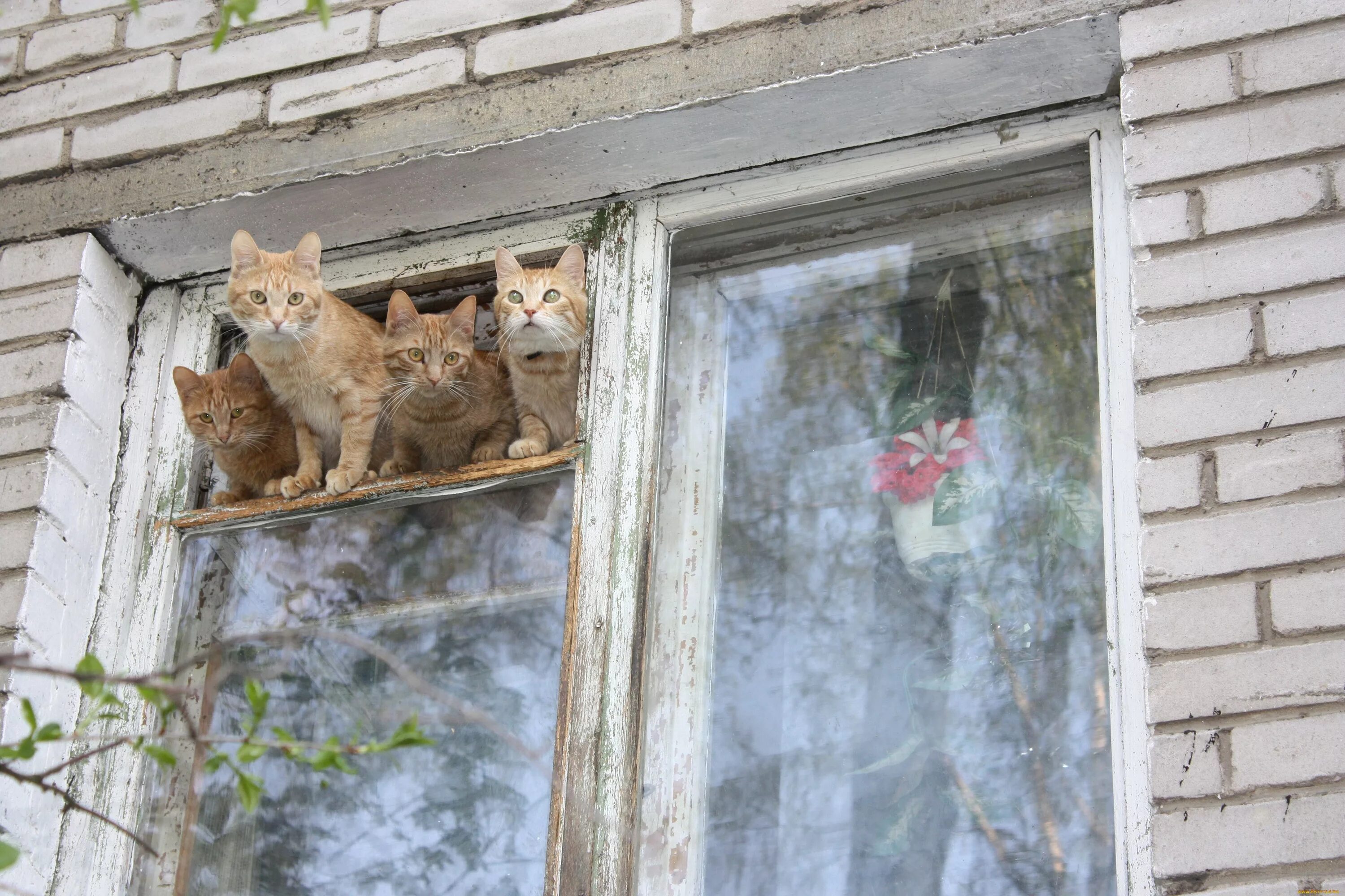 Кот ждет весну. Кот на окне. Кот в форточке. Коты на форточке.