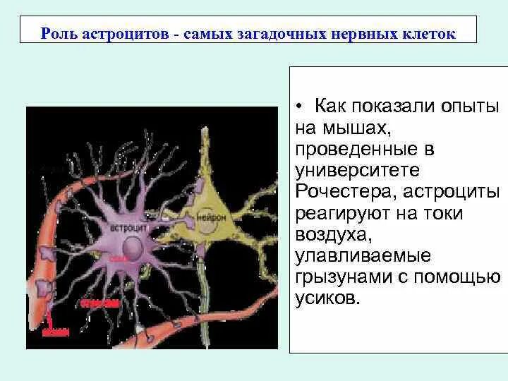 Глиальные клетки астроциты. Роль астроцитов. Астроциты функции. Функции астpоцитов.