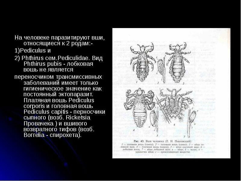 Медицинское значение вшей
