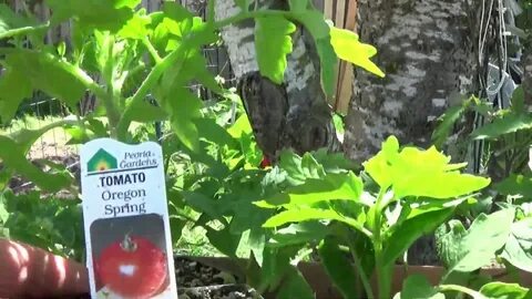 Томаты говядина с куста описание сорта