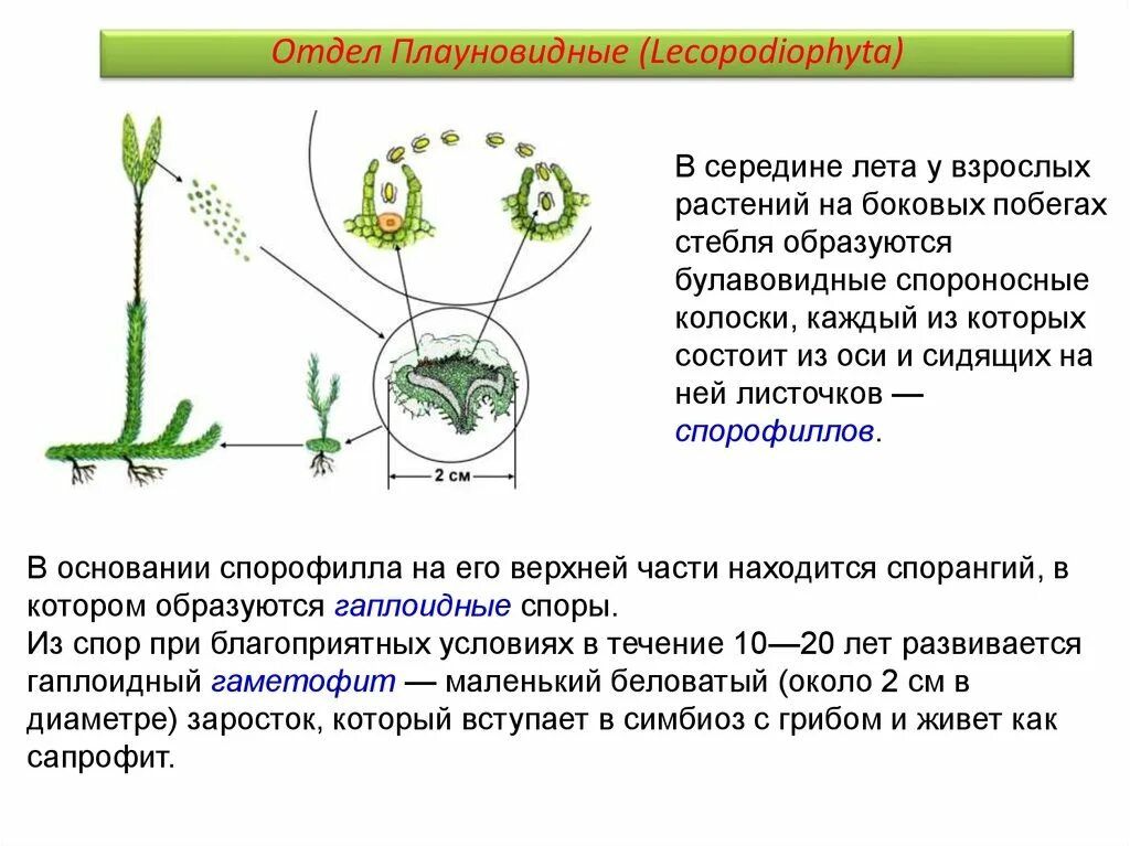 Плауновидные развитие. Отдел Плауновидные цикл размножения. Строение гаметофита плауна. Схема размножения плауновидных. Плауновидные строение и размножение.
